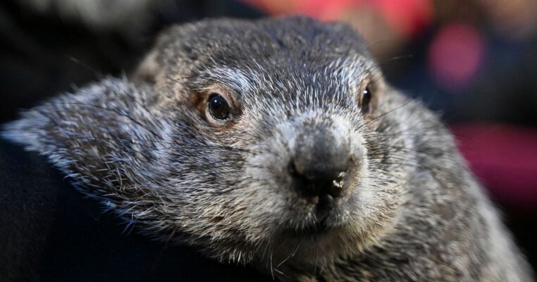 Punxsutawney Phil Reveals The Names Of His Two Babies