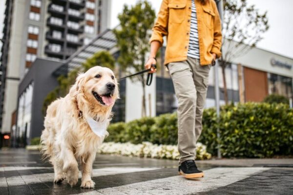 You and your pet will benefit from undistracted walks.