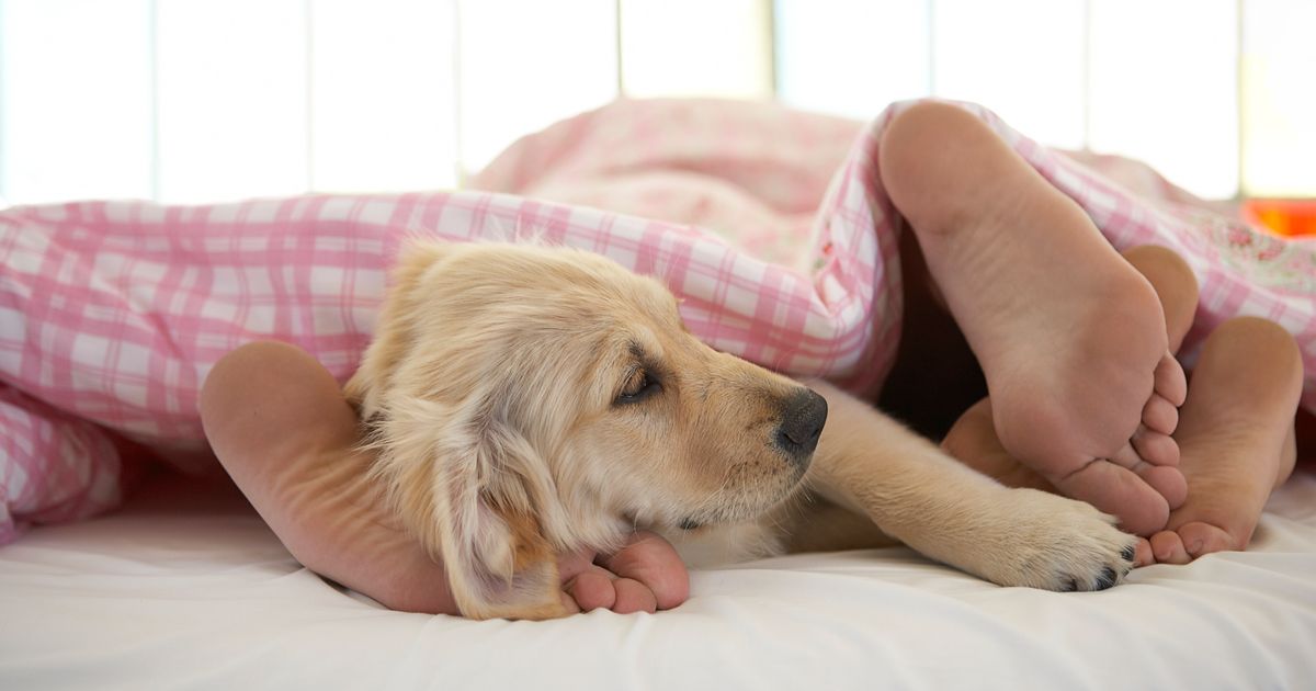 Yes, Air Mattresses Are Comfy Now. Here Are The Most Cloudlike Ones.