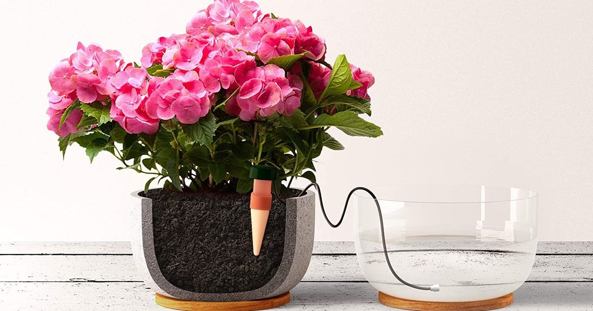 19 Things You Need When You Become A Dedicated Plant Parent